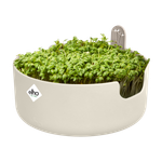 magic microgreens blanc lin